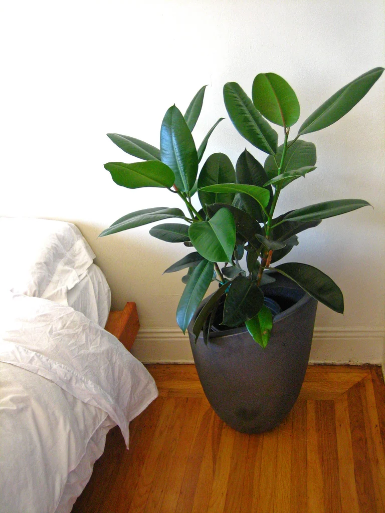 ficus