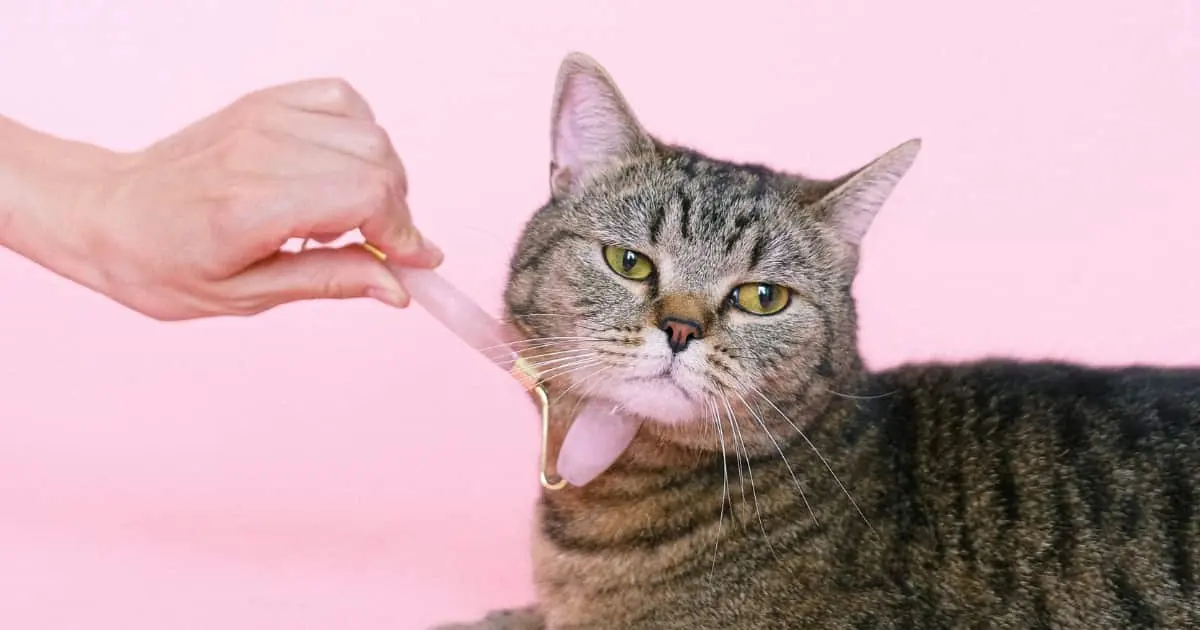 Mano acercando un cepillo rosa a un gato atigrado sobre fondo rosa
