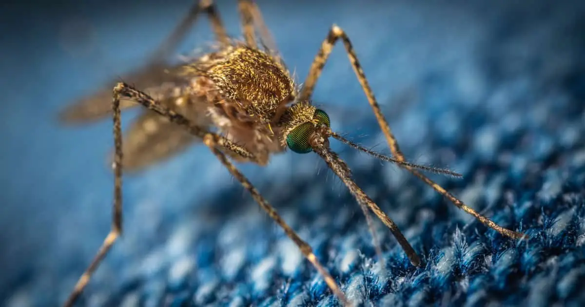 repelente mosquitos casero vinagre