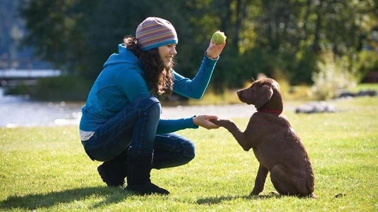 como entrenar a un cachorro