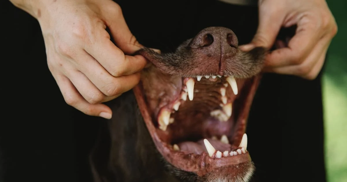 Manos separando los labios de un perro oscuro para mostrar sus dientes