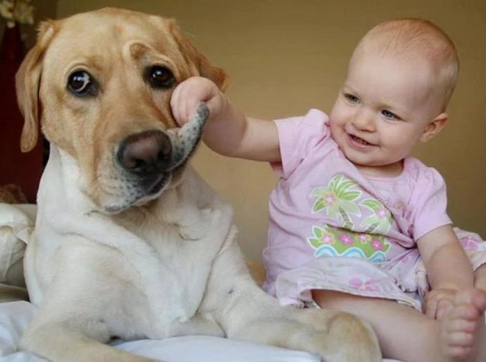 perros niños