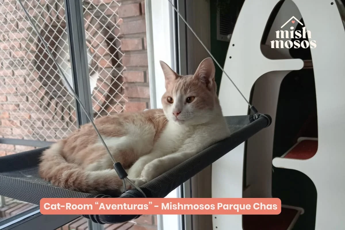 cuidadores de gatos
