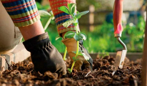 tareas de jardineria