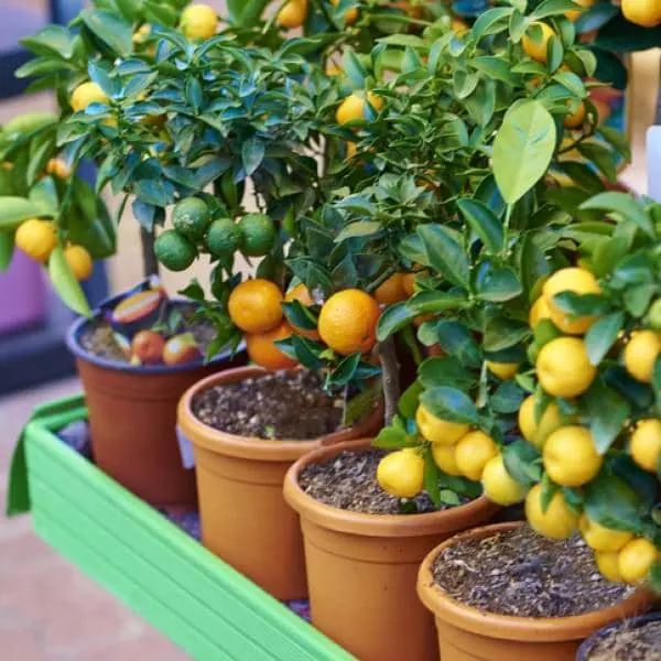 ¿Cómo cuidar las orquídeas para que no se mueran?
