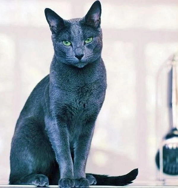 gato negro significado espiritual