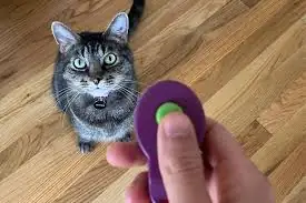 Beneficios del clicker sobre órdenes verbales Beneficios del clicker sobre órdenes verbales