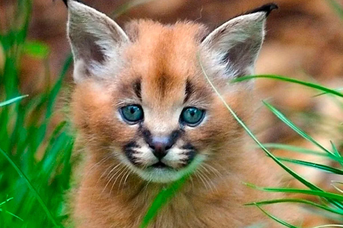 una de las razas de gatos más caros del mundo