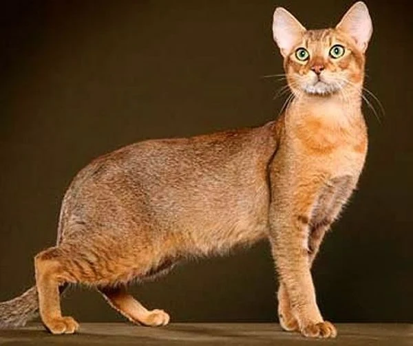 gato de Raza Chausie
