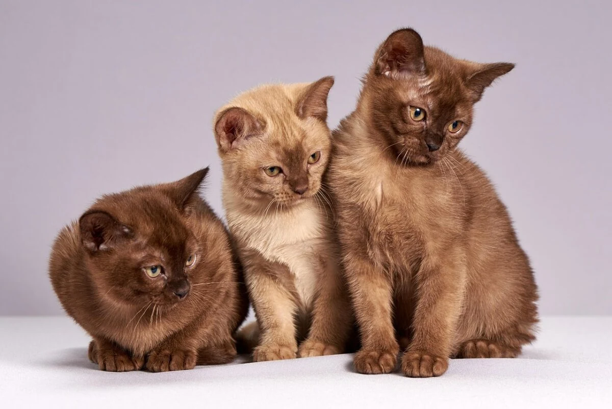Cómo los gatos encuentran el camino a casa