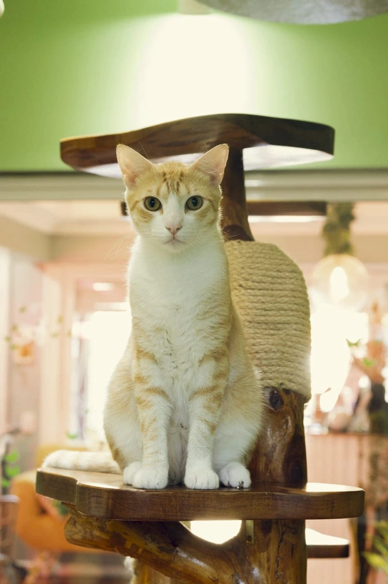 dia de los gatos