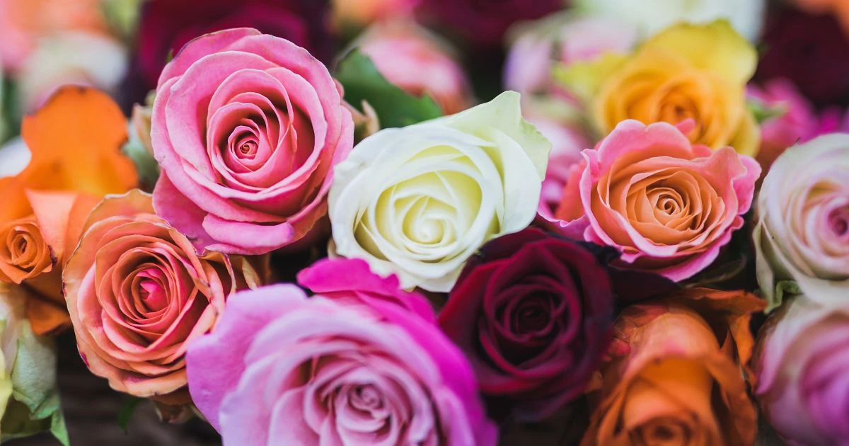 Cuál es el significado del color de las rosas