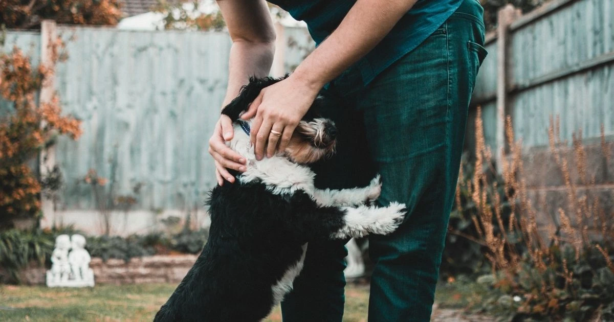 cómo cortarle las uñas a un perro chihuahua
