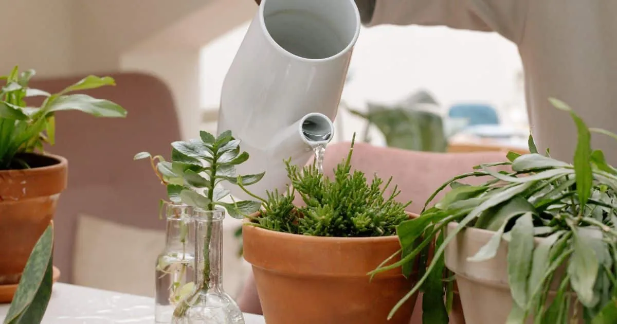 regar las plantas