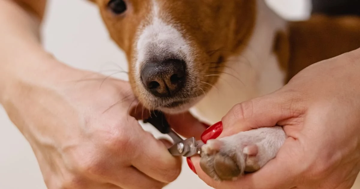 cómo cortarle las uñas a un perro