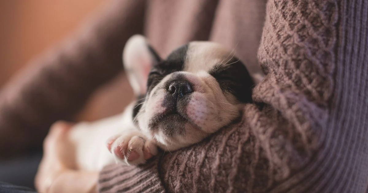 cómo cortarle las uñas a un perro sin cortaúñas