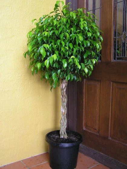 Ficus en maceta 