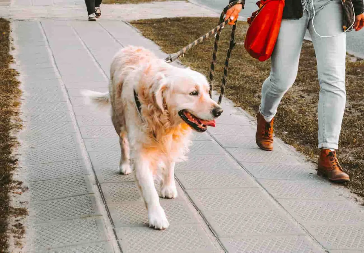 como entrenar a un cachorro