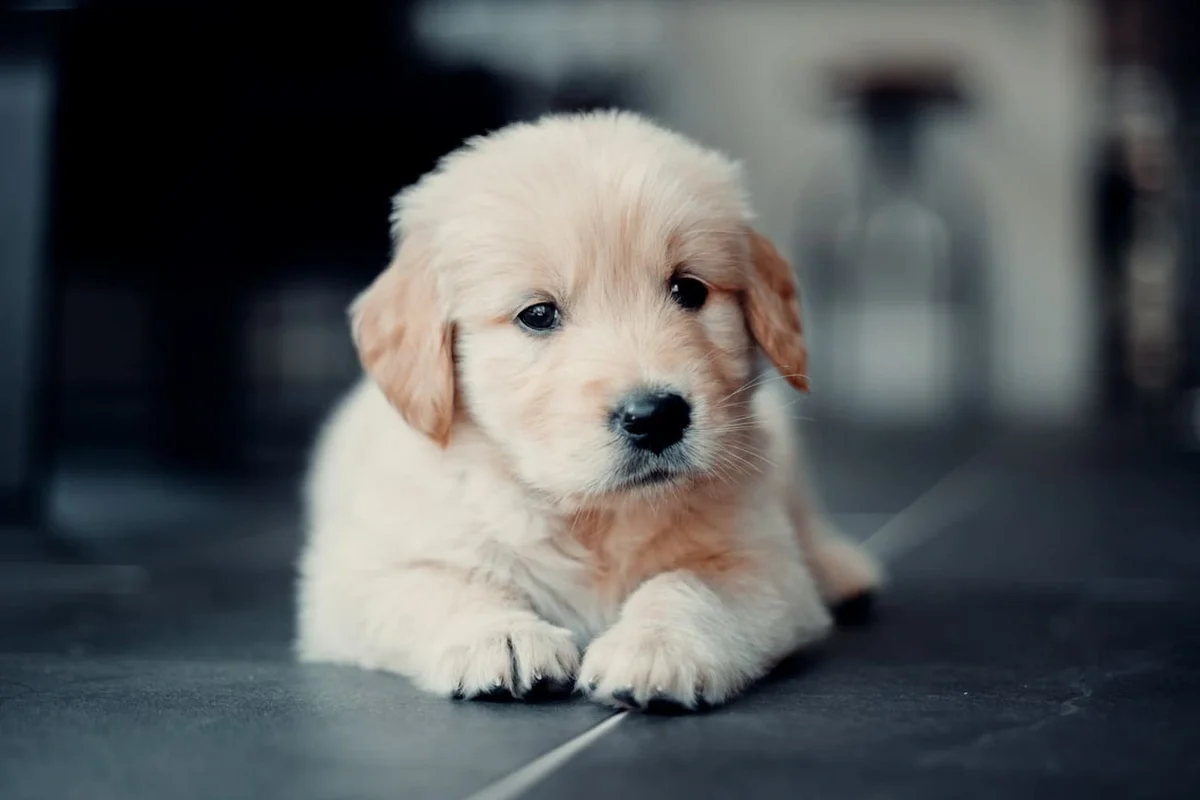 como entrenar a un cachorro