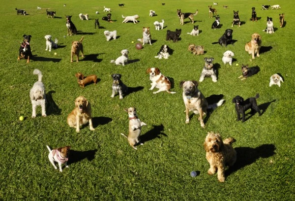 perros razas