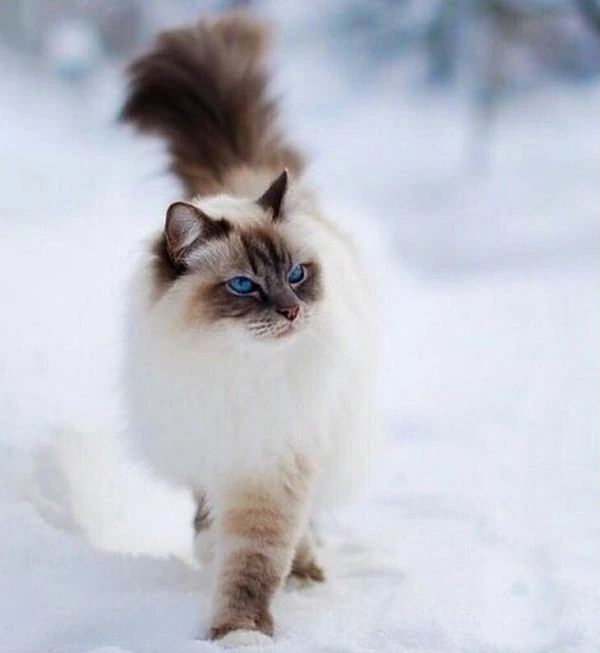 Gato con características similares a razas como el Birmano, Ragdoll o Sagrado de Birmania, conocidas por su carácter tranquilo y su belleza llamativa. 