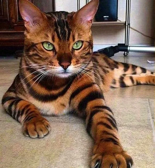 El gato Bengala es una de las razas más lindas del mundo. Parece un tigre en miniatura.