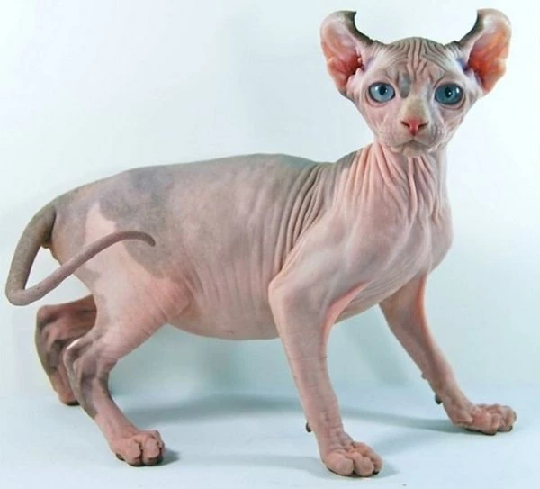 Gato Elfo, flaco y sin pelo.