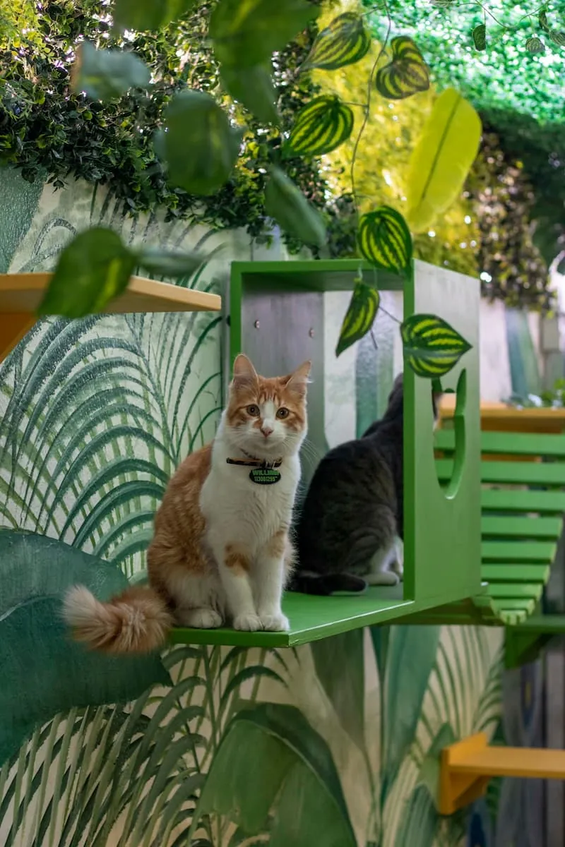 sufren los gatos el calor