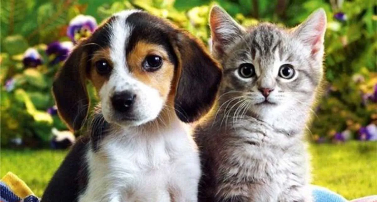 perros y gatos