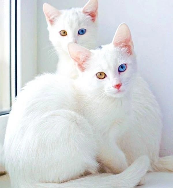 Khao Manee razas felinos