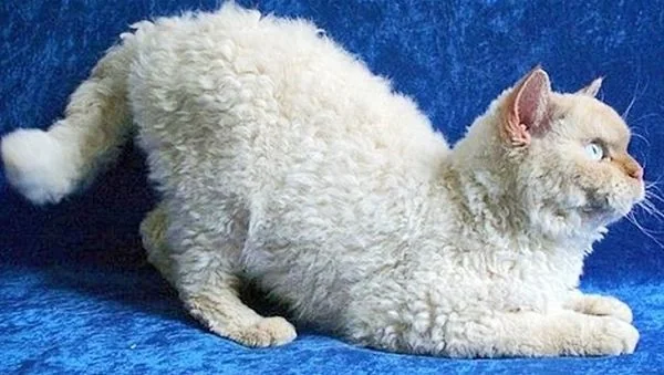  raza LaPerm gatos caros