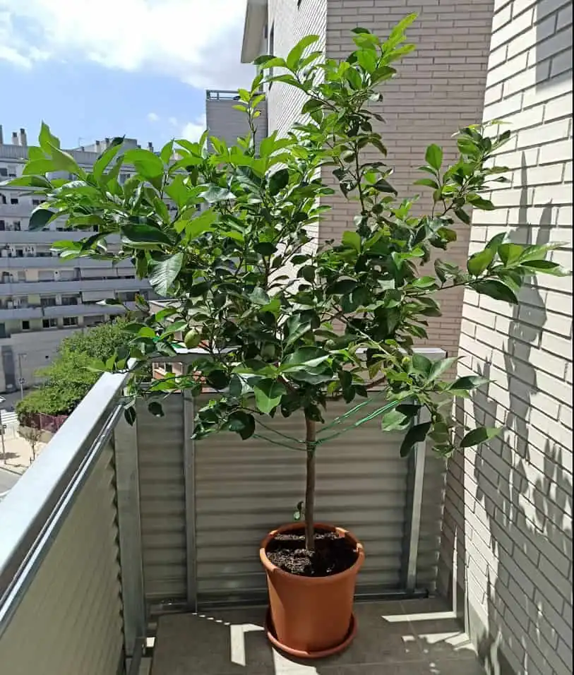 Olivo en maceta