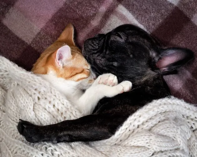 Tanto los cachorros como los perros adultos mayores suelen pasar frío, ya que no regulan su temperatura corporal con la misma eficacia que los perros jóvenes o adultos. Por eso son mimosos.