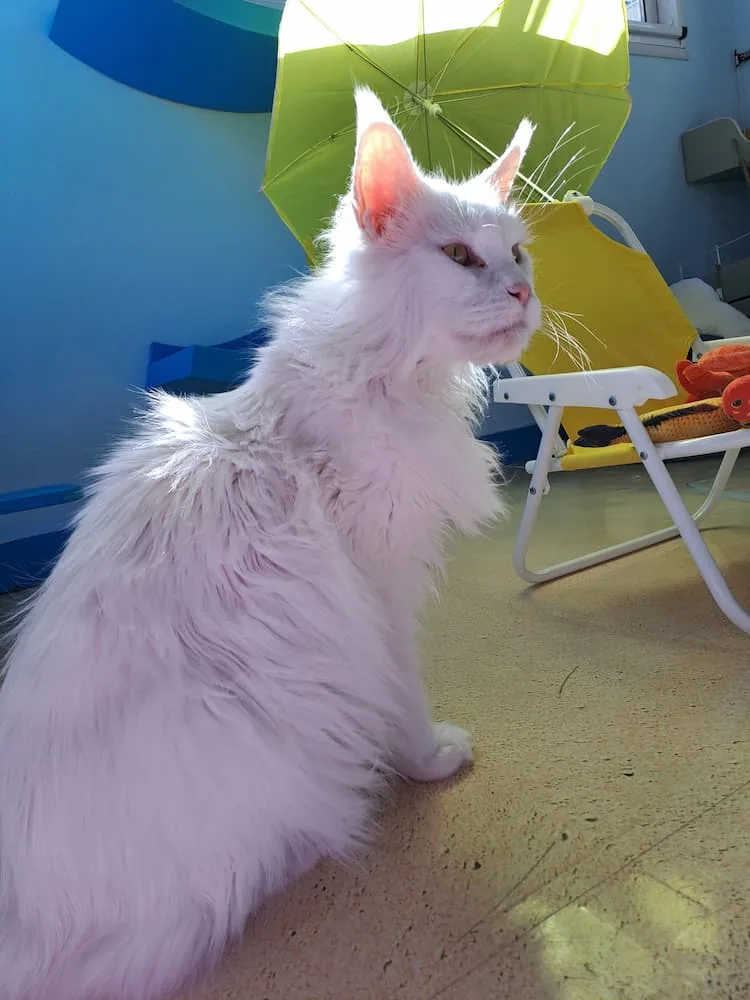 festejos para el dia del gato
