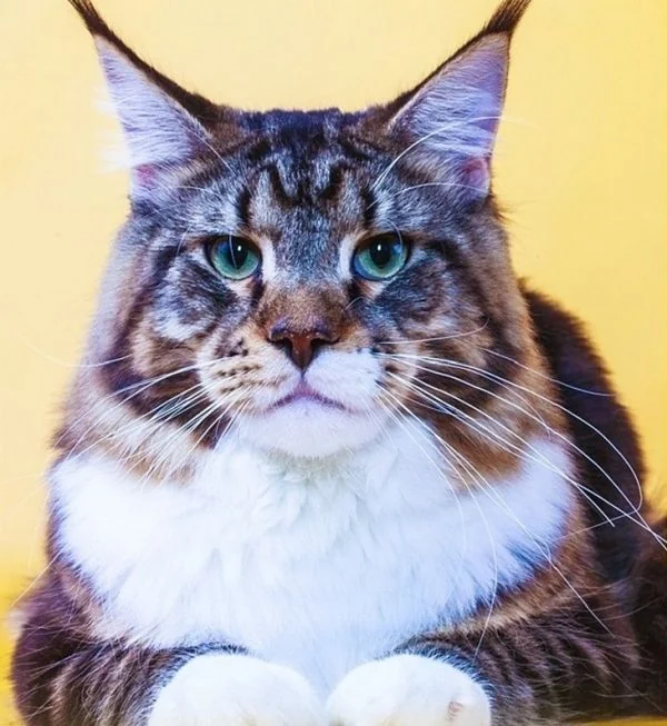 Es muy caro un gato de raza Maine Coon