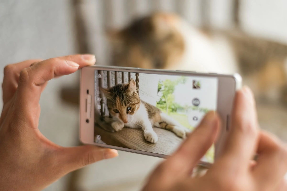 mejores fotos mascotas