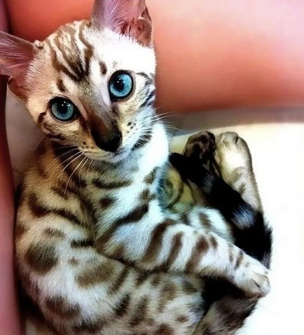 gato de raza Mau Egipcio