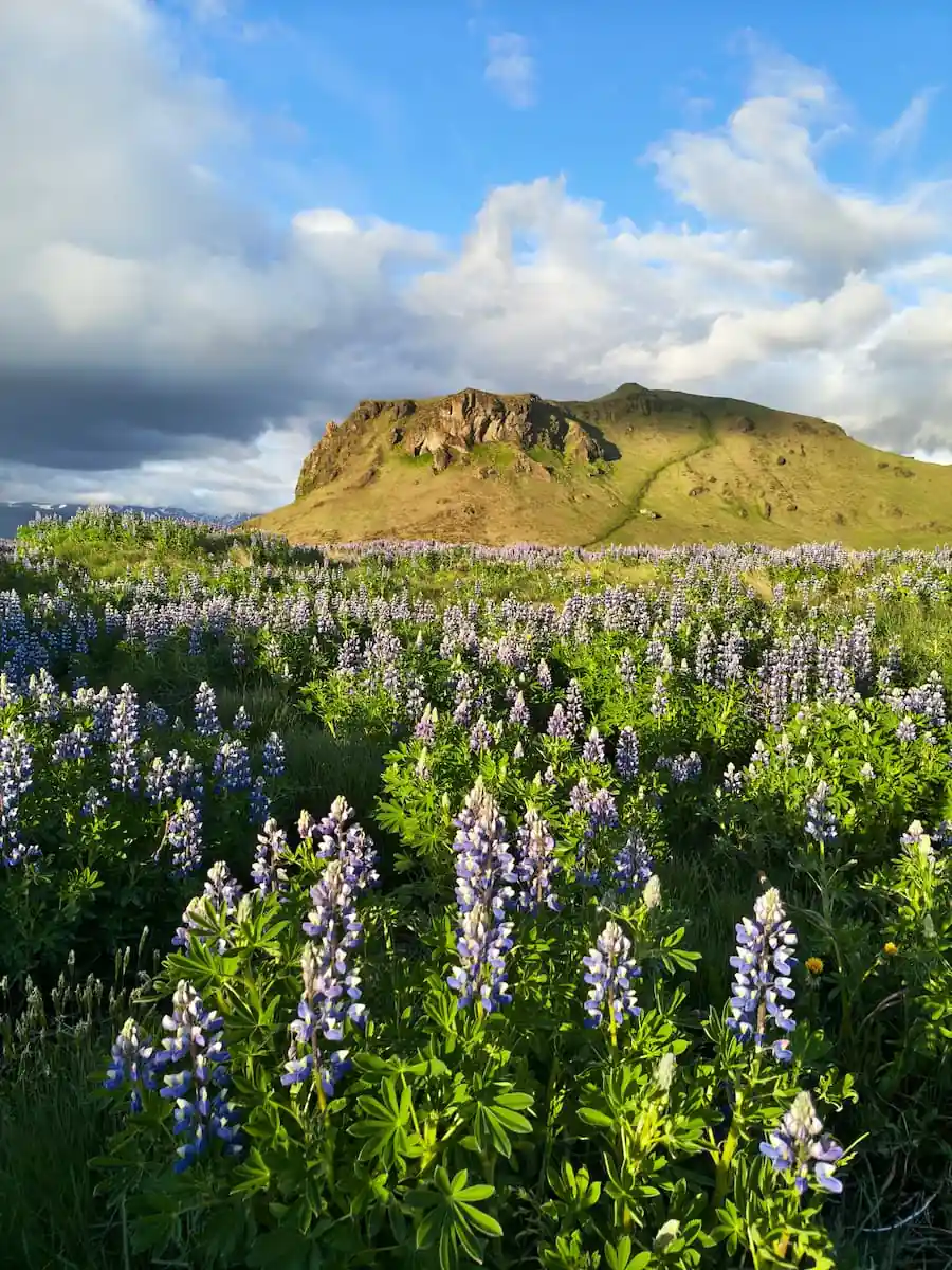 Campo de lavanda con montaña de fondo, con mucho color y cielo celeste con nubes