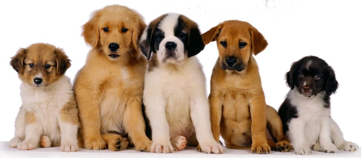cómo cortarle las uñas a un perro con cortaúñas normal