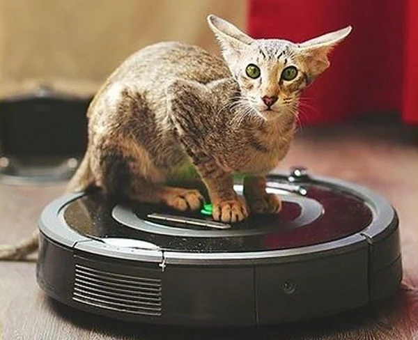 Raza de gatos Peterbald