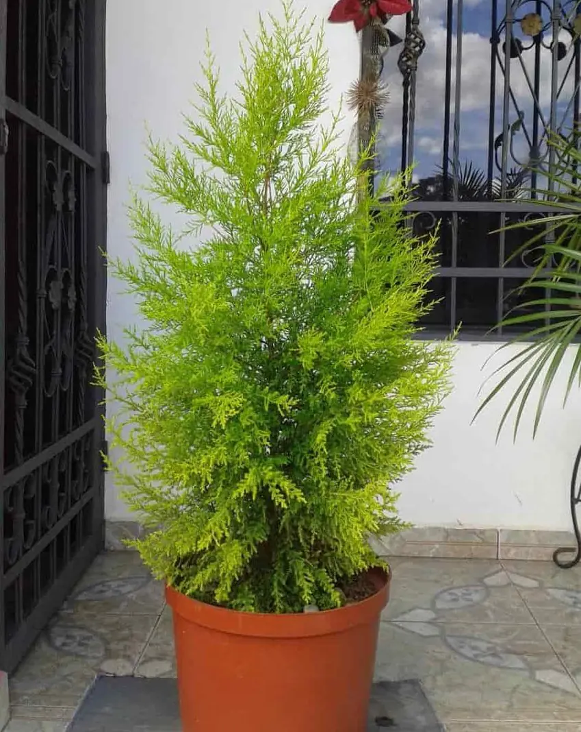 Pino limón en maceta