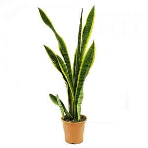 3) Lengua de Tigre o Sansevieria