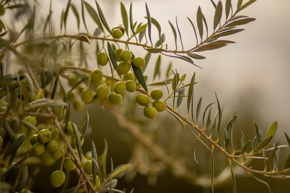 aceite de oliva beneficios
