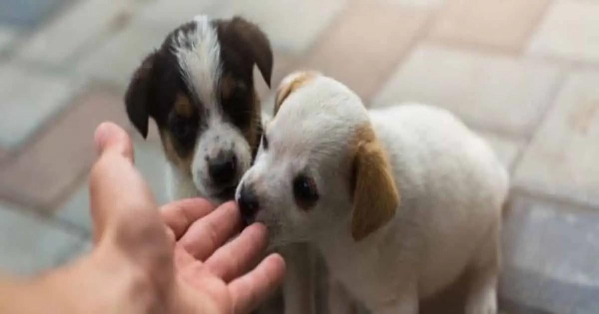 adoptar una mascota