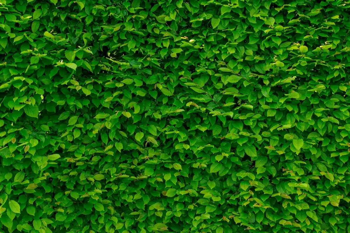 Cerca natural de arbustos de hoja perenne Cerca viva densa de arbustos de hoja pequeña formando muro verde continuo