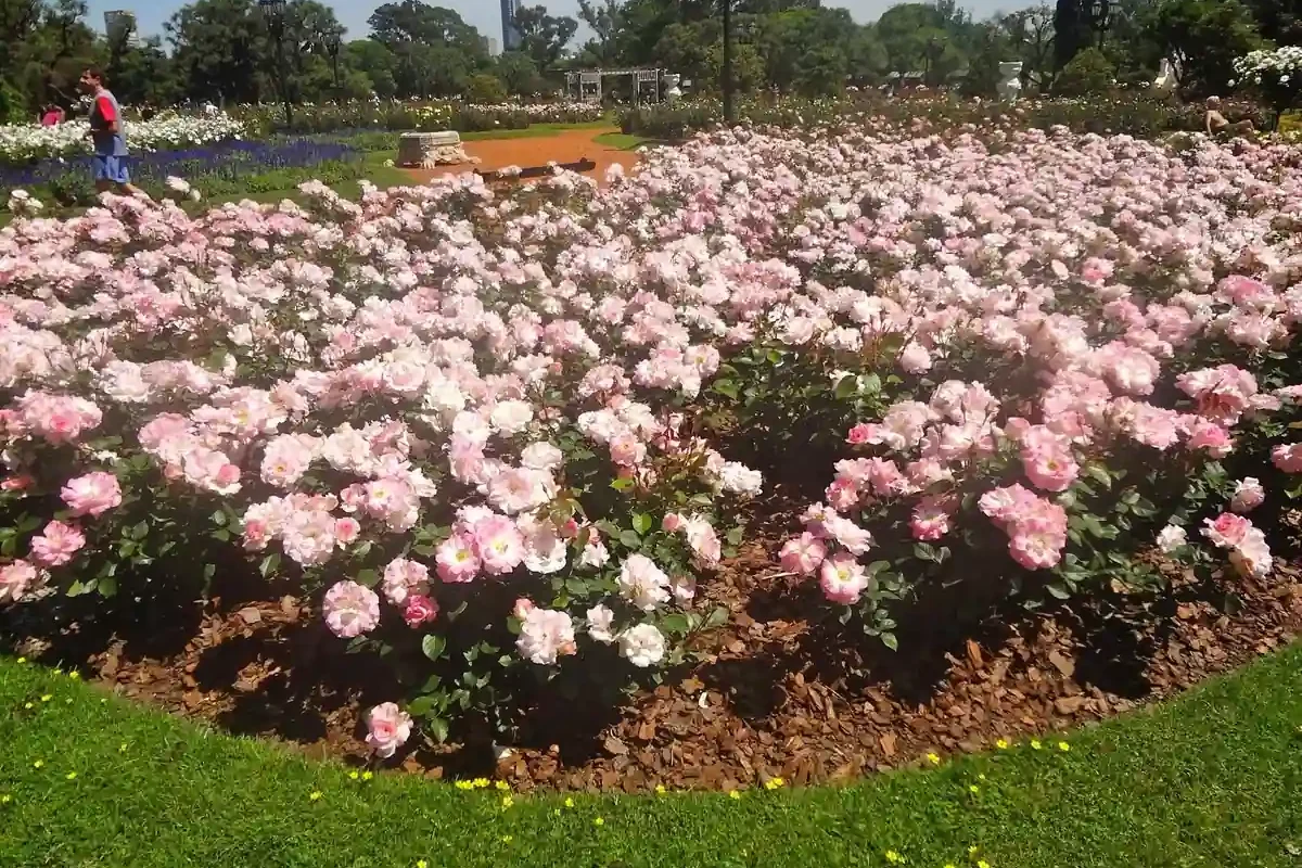 rosedal de palermo