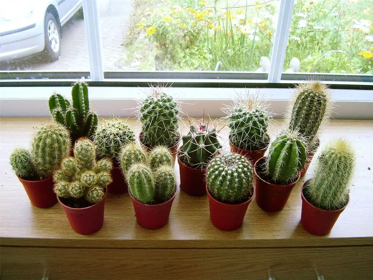 tipos de cactus pequeños y grandes