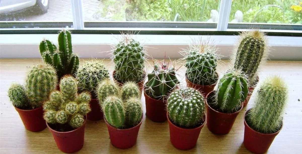 cactus