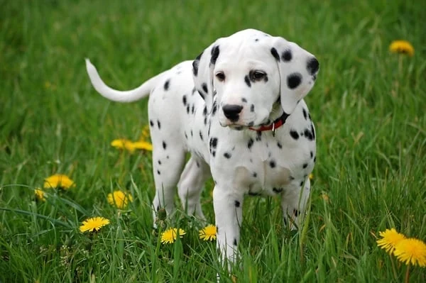 razas de perros dalmata