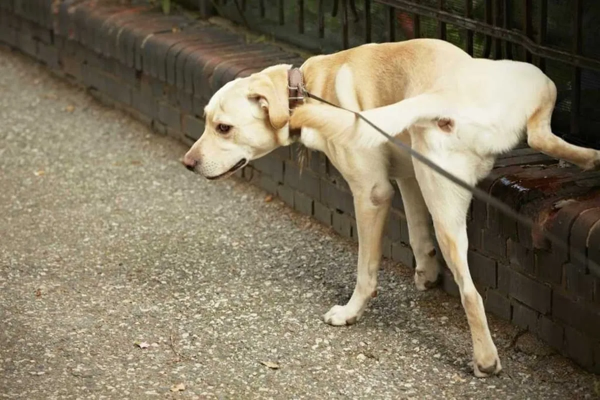 perro orinando en la calle